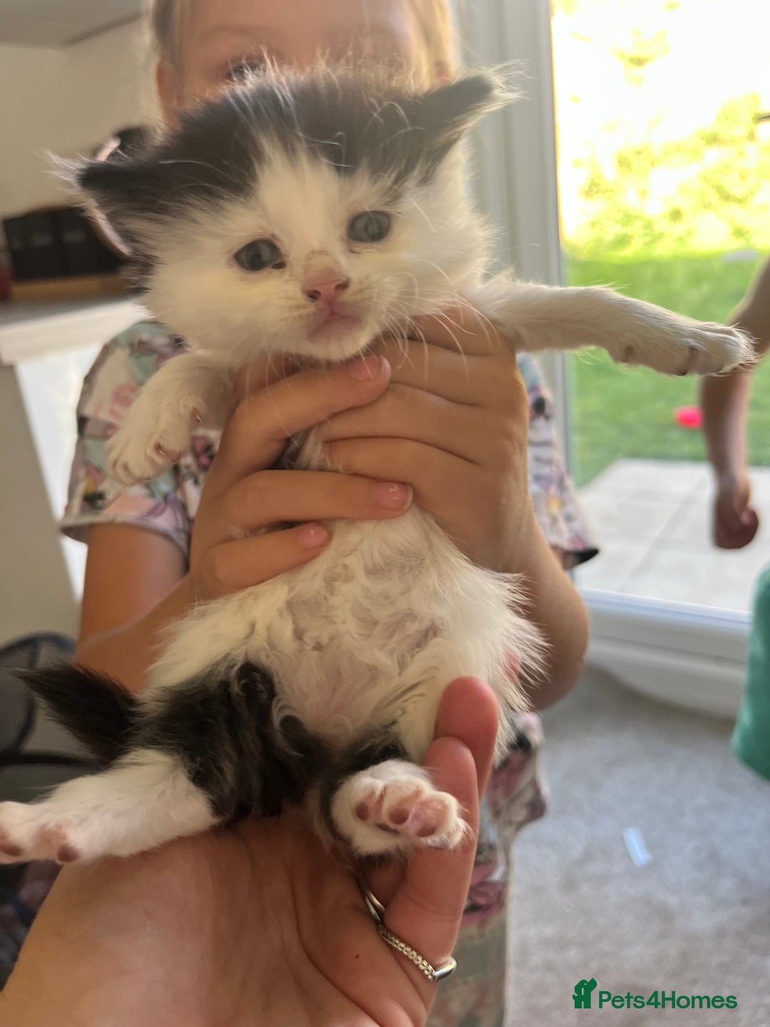 Mixed Breed cats for sale: 5 half Norwegian Forrest cats  - Image 6