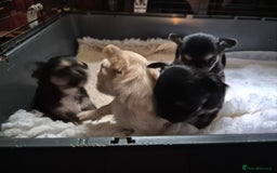 Chihuahua dogs for sale: Chihuahua puppies  - Image 11