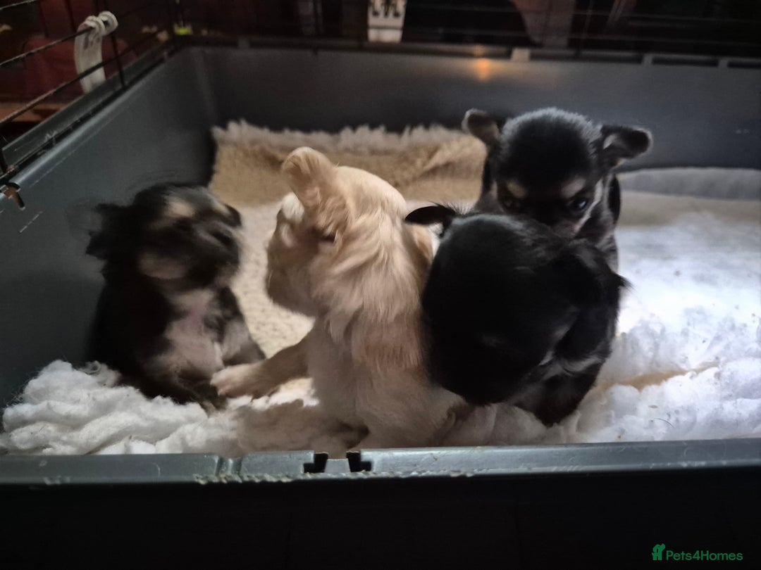Chihuahua dogs for sale: Chihuahua puppies  - Image 11
