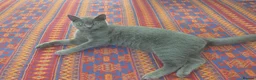 British Shorthair cats for sale: Looking for new home  in Wigan - Advert 1