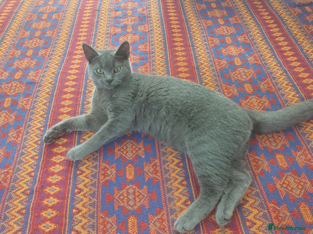 British Shorthair cats for sale: Looking for new home  in Wigan - Advert 1