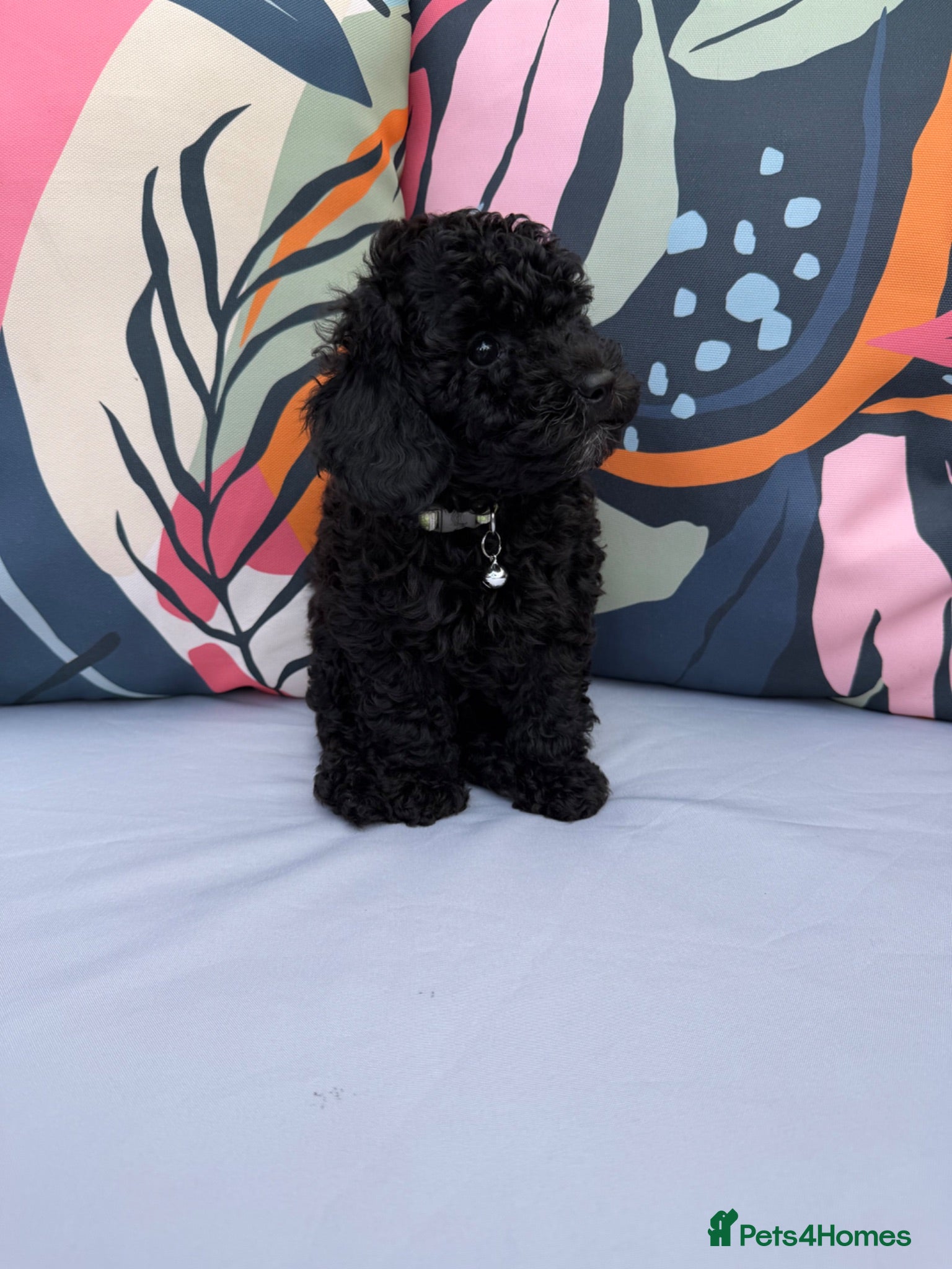 Cockapoo dogs LAST ONE READY NOW PRICE DROP DNA & Tested Parents - Advert 1