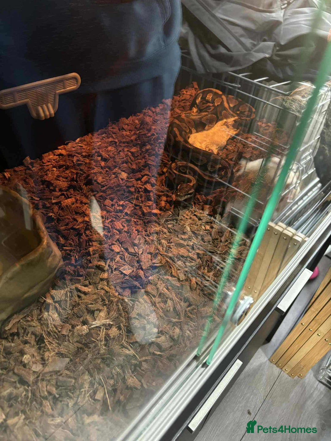 Snake reptiles for sale: Ball python snake - Image 2
