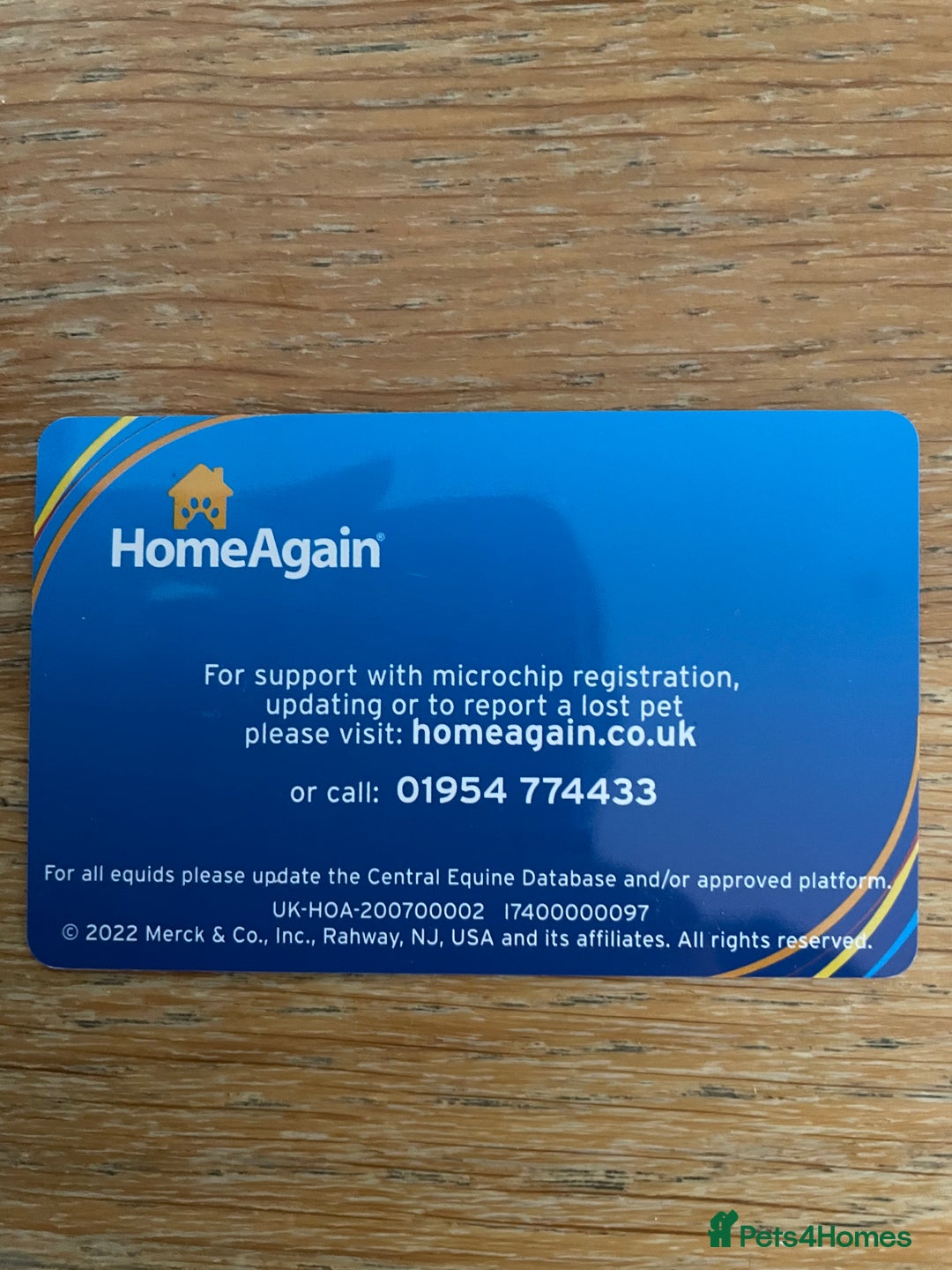 English Springer Spaniel dogs for sale: Gorgeous springer spaniel puppies  - Advert 9