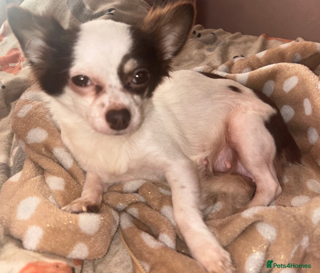 Chihuahua dogs for sale: Chocolate Chihuahua Males - Advert 2