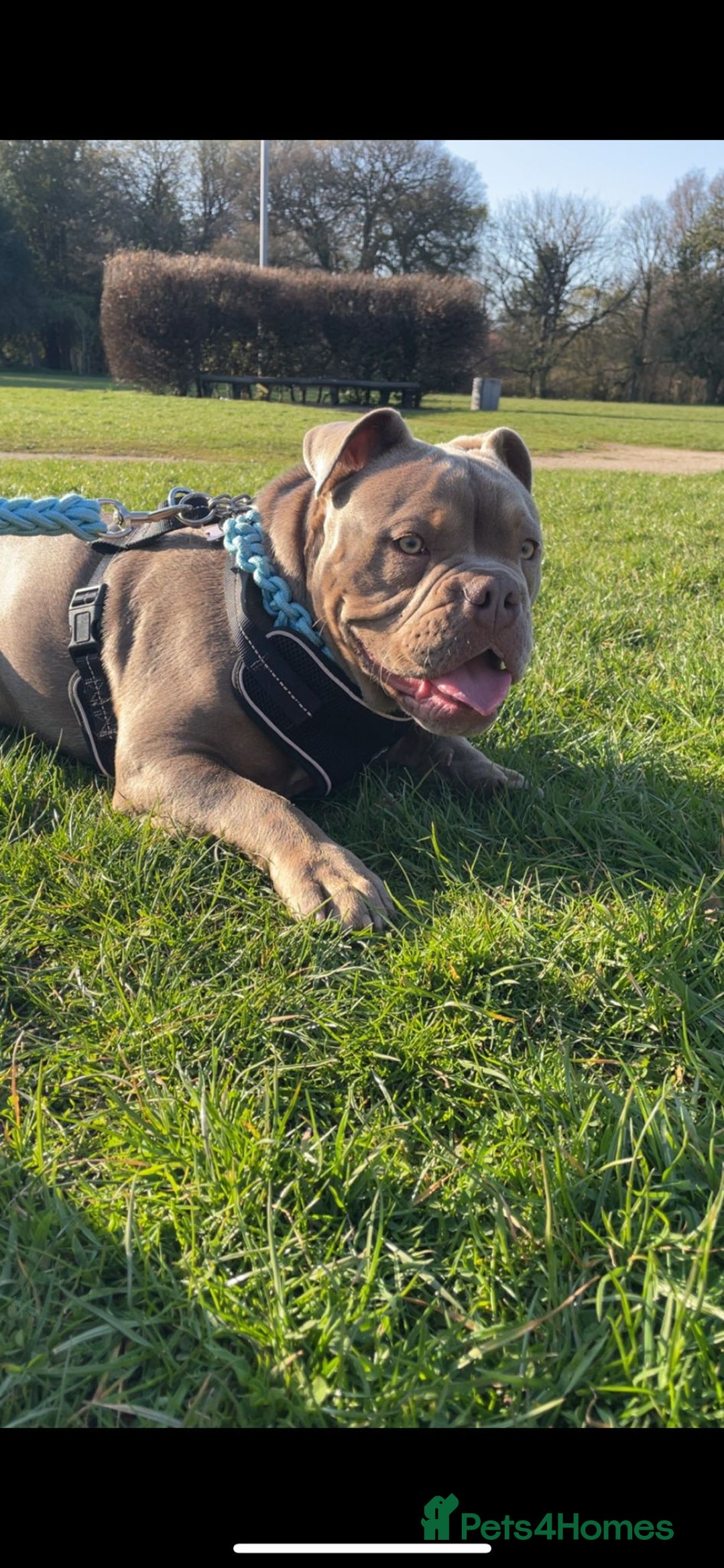 Mixed Breed dogs for sale: Incredible bulldog x FOR-SALE  - Image 6
