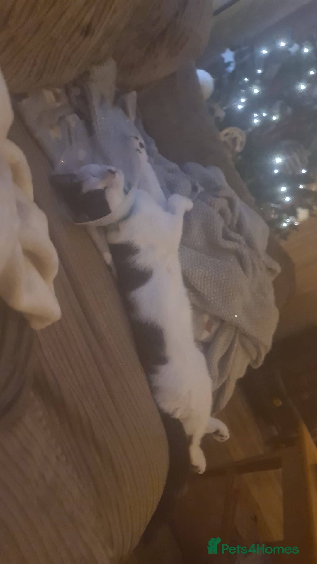 Domestic Shorthair cats for sale: jayjay  - Advert 2