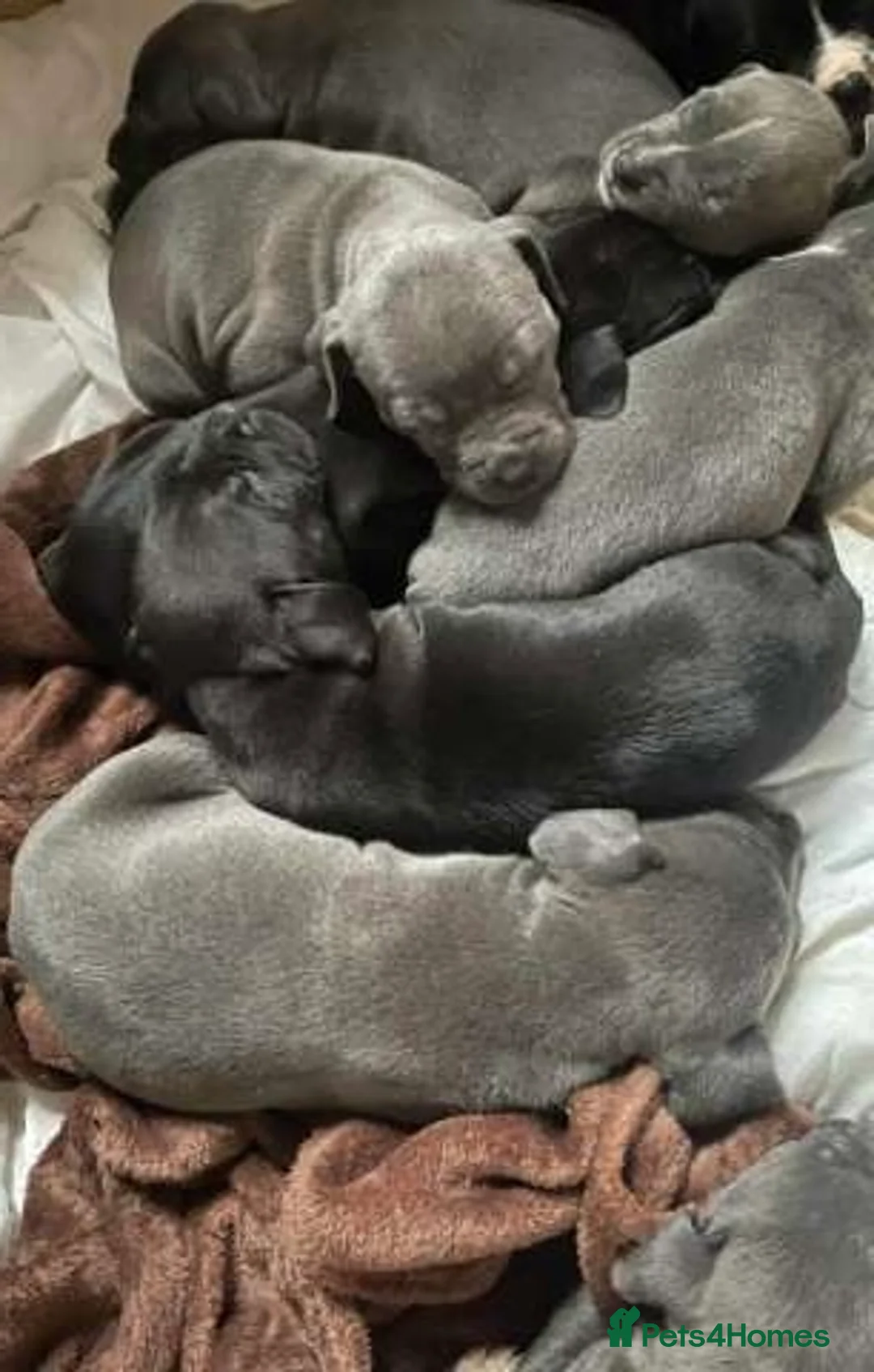Staffordshire Bull Terrier dogs for sale: Stunning 100% Outstanding Staffy Puppies  - Advert 2