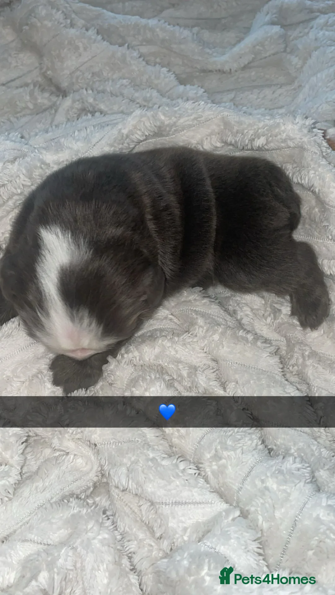 English Bulldog dogs for sale: STUNNiNG LITTER OF DWKC ENGLISH BULLDOG PUPPIES in Wrexham - Advert 9