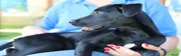 Mixed Breed dogs for adoption: Perfect Puma - Advert 11