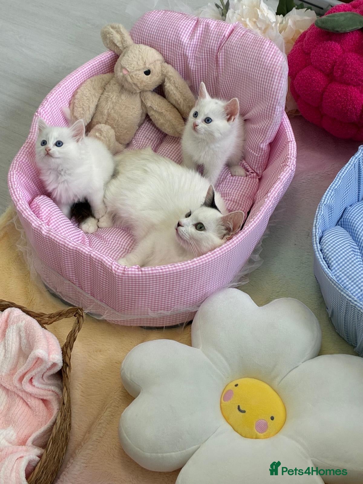 Munchkin cats Turkish Angora x Munchkin male and female  - Advert 8
