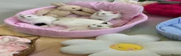 Munchkin cats for sale: Turkish Angora x Munchkin male and female  - Advert 2