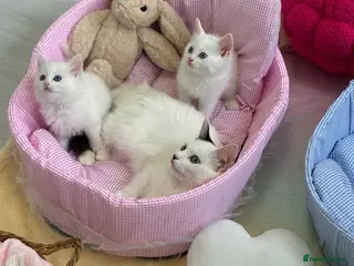 Munchkin cats Turkish Angora x Munchkin female, male & mum - Advert 6