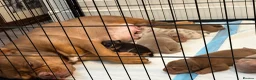 American Bully dogs for sale: Lucci vs Gr CH McLovin pups  - Advert 15