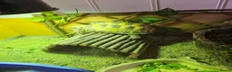 Tortoise reptiles for sale: Horsfield Tortoise age 6 - Advert 6