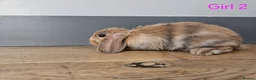 Mini Lop rabbits for sale: Mini lop in Frinton-on-Sea - Advert 9