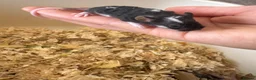 Mouse rodents for sale: Male Fancy Mice - Advert 4