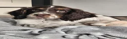 English Springer Spaniel dogs for sale: English Springer Spaniel in Wakefield - Advert 1