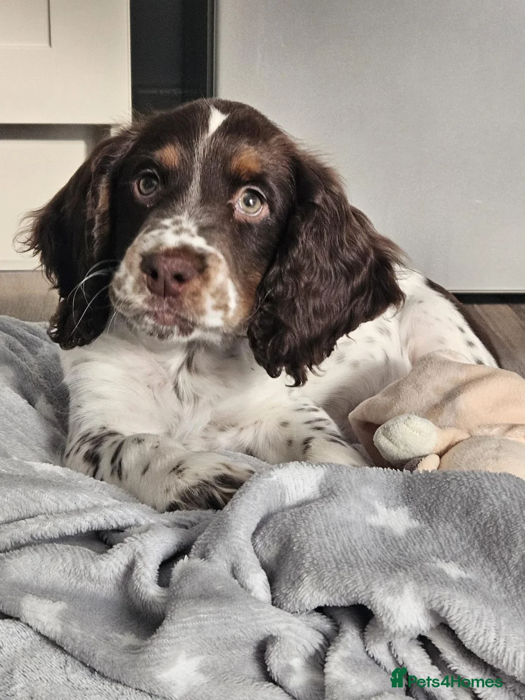 English Springer Spaniel dogs for sale: English Springer Spaniel in Wakefield - Advert 1
