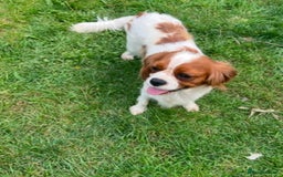 Cavalier King Charles Spaniel dogs for sale: Male and female available  - Advert 2