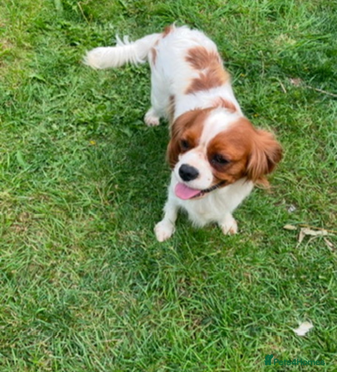 Cavalier King Charles Spaniel dogs for sale: Male and female available  - Advert 2