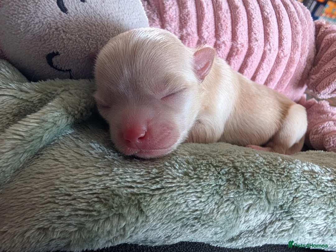 Mixed Breed dogs for sale: Gorgeous Chipin x Pomeranian female - Advert 1