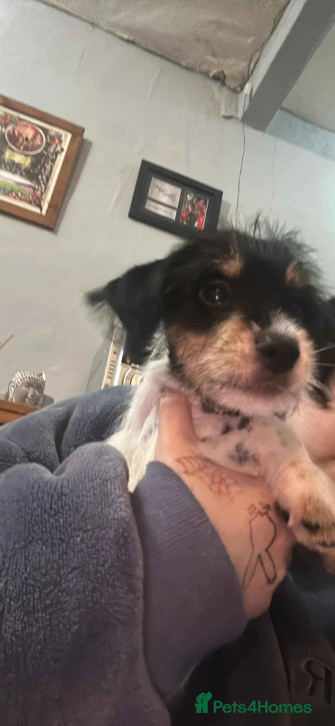 Mixed Breed dogs for sale: Puppy’s for sale  - Advert 2