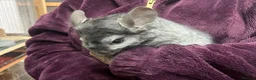 Chinchilla rodents for sale: 💙 Two Beautiful Std Grey Male Chinchillas 💙 - Advert 3