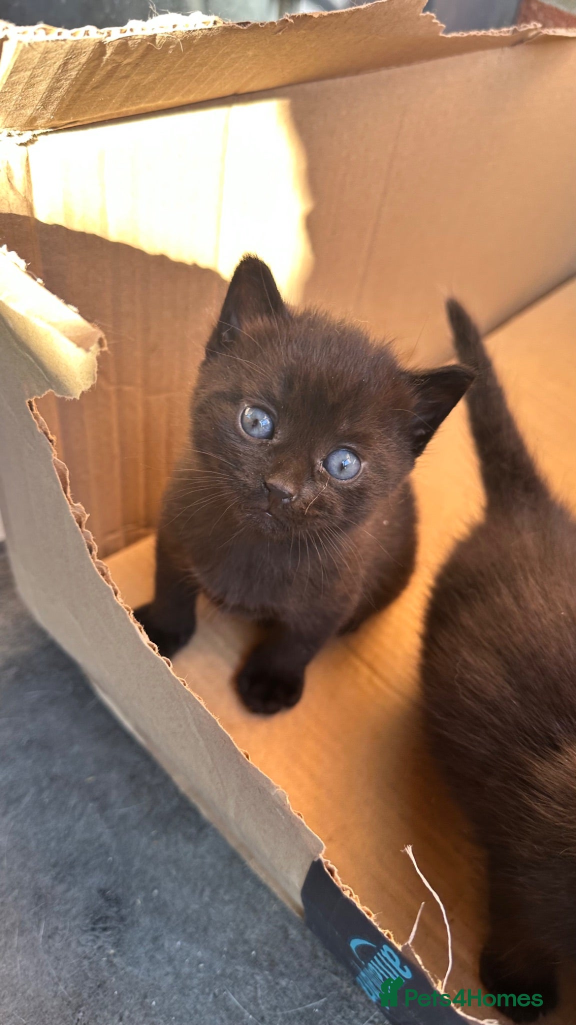 Mixed Breed cats 4 x Black Kittens  - Advert 1
