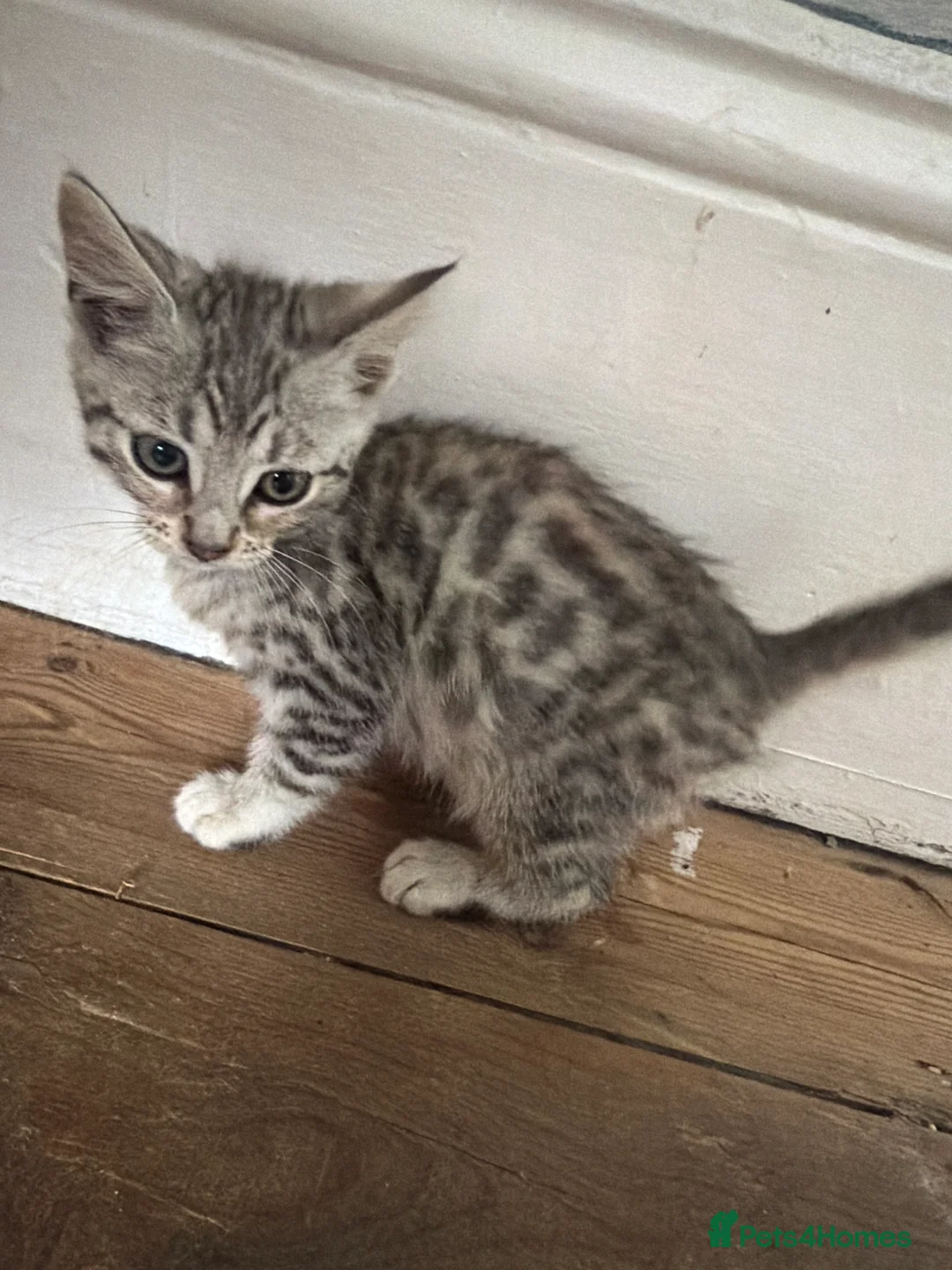 Mixed Breed cats for sale: Mix Bengal  - Advert 2