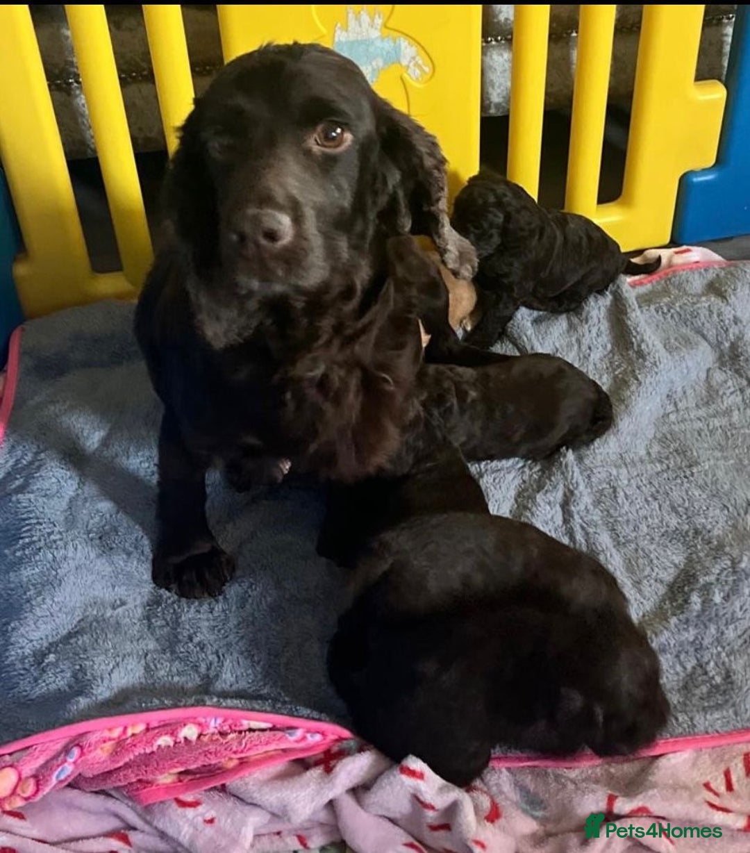 Cockapoo dogs for sale: Beautiful cockapoo puppies  - Advert 11