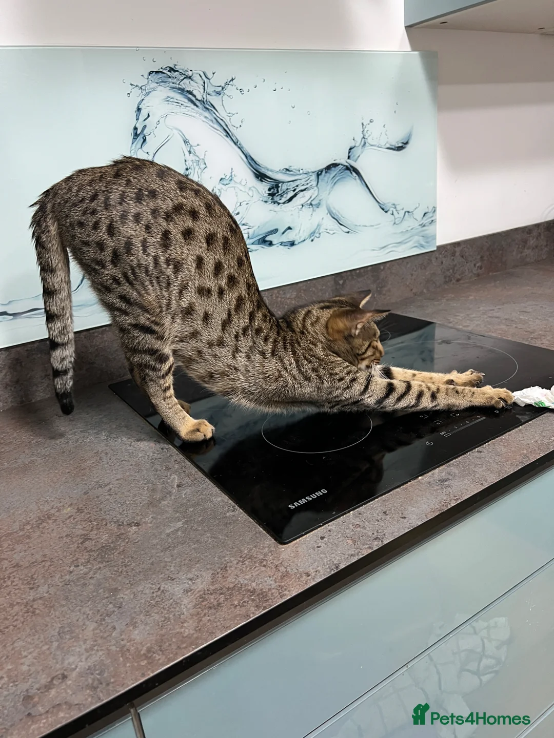 Ocicat cats for sale: Beautiful young neutered Tawny male Ocicat - Advert 2