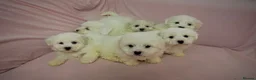 Bichon Frise dogs for sale: 6 Beautiful bichon frise puppies 🐶  in Doncaster - Advert 30