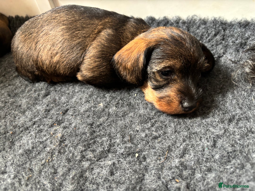 Miniature Dachshund dogs for sale: Miniature Wire-Haired Dachshund in Crediton - Image 7