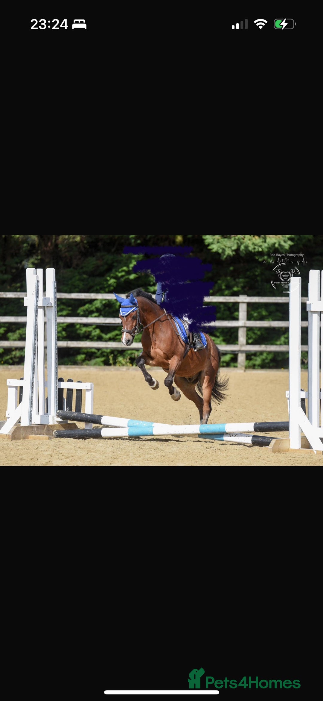 Welsh Section B horses for sale: Welsh part bred lead rein / confident first ridden - Advert 3