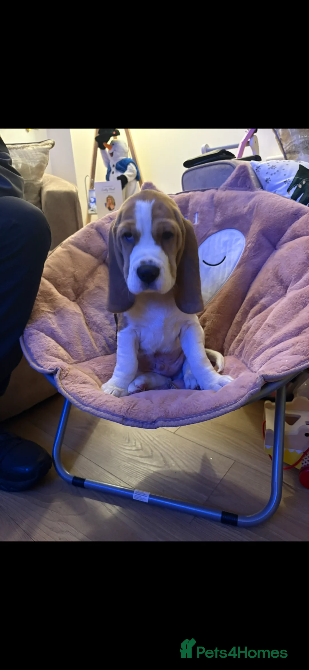 Beagle dogs for sale: Everybody meet Sully.  - Advert 6