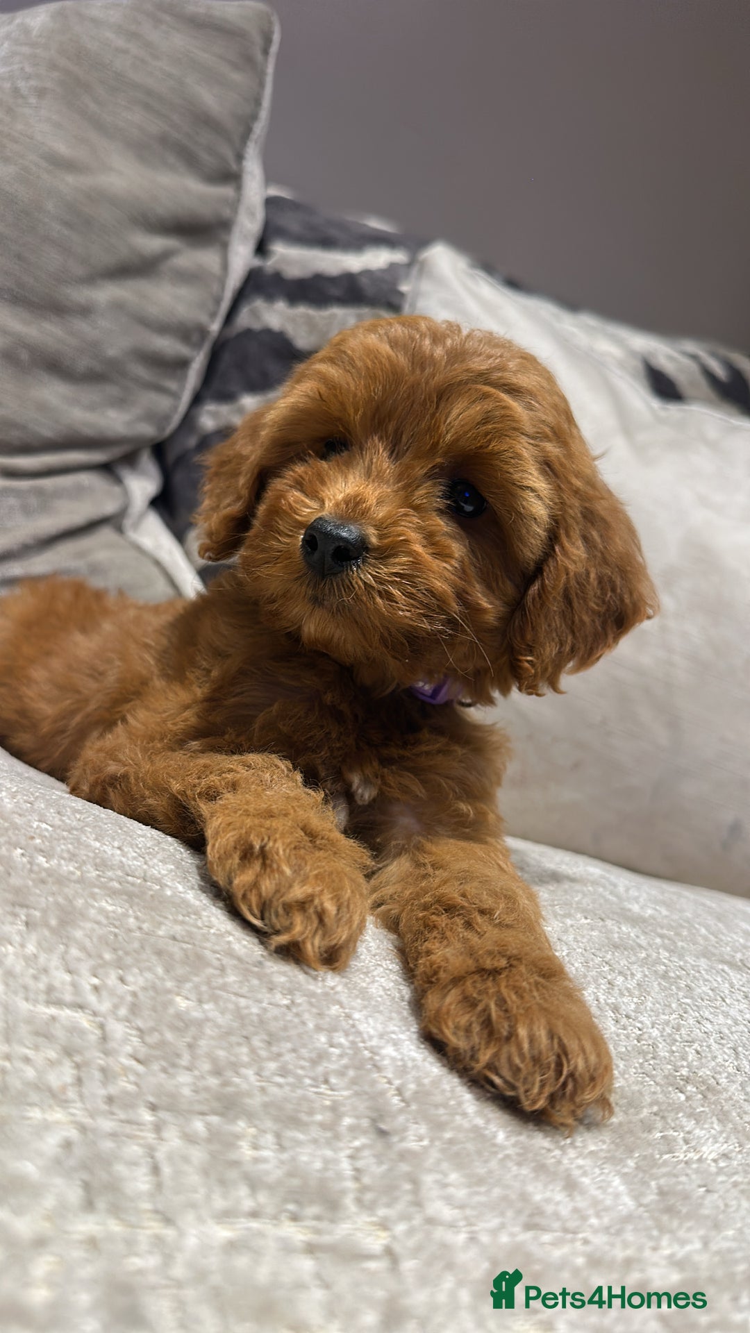 Cockapoo dogs for sale: 🐾Adorable toy cockapoos ready now 🐾 - Advert 11
