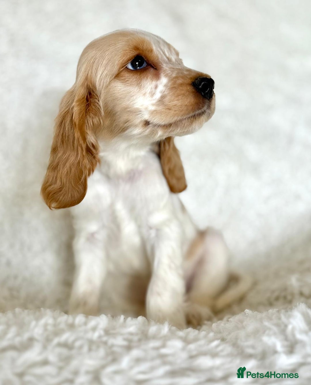Cocker Spaniel dogs for sale: Golden Roan Full Health Tests Showline KC Reg Pups - Image 20