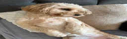 Cockapoo dogs for stud: Rosco - Cockapoo experienced stud in Witham - Advert 3