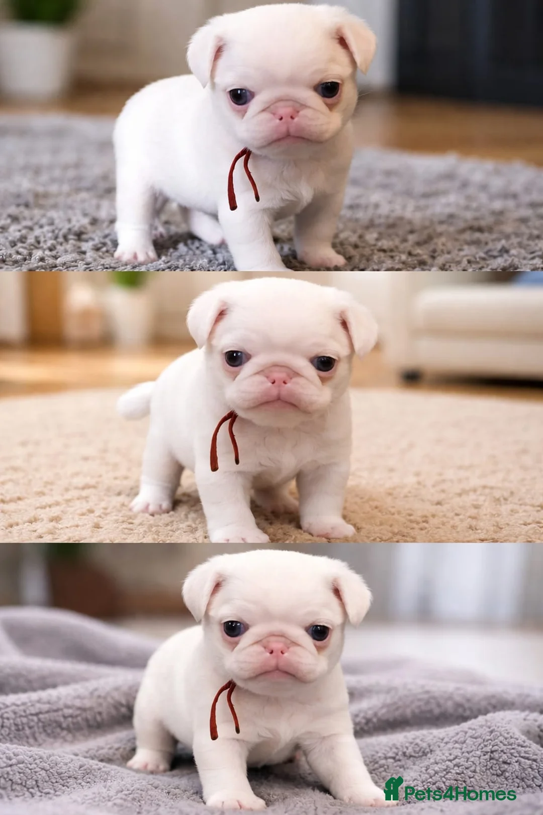 Pug dogs for sale: Platinum Pink Female Puppy in Southend-on-Sea - Advert 7