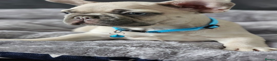 French Bulldog Puppy 1