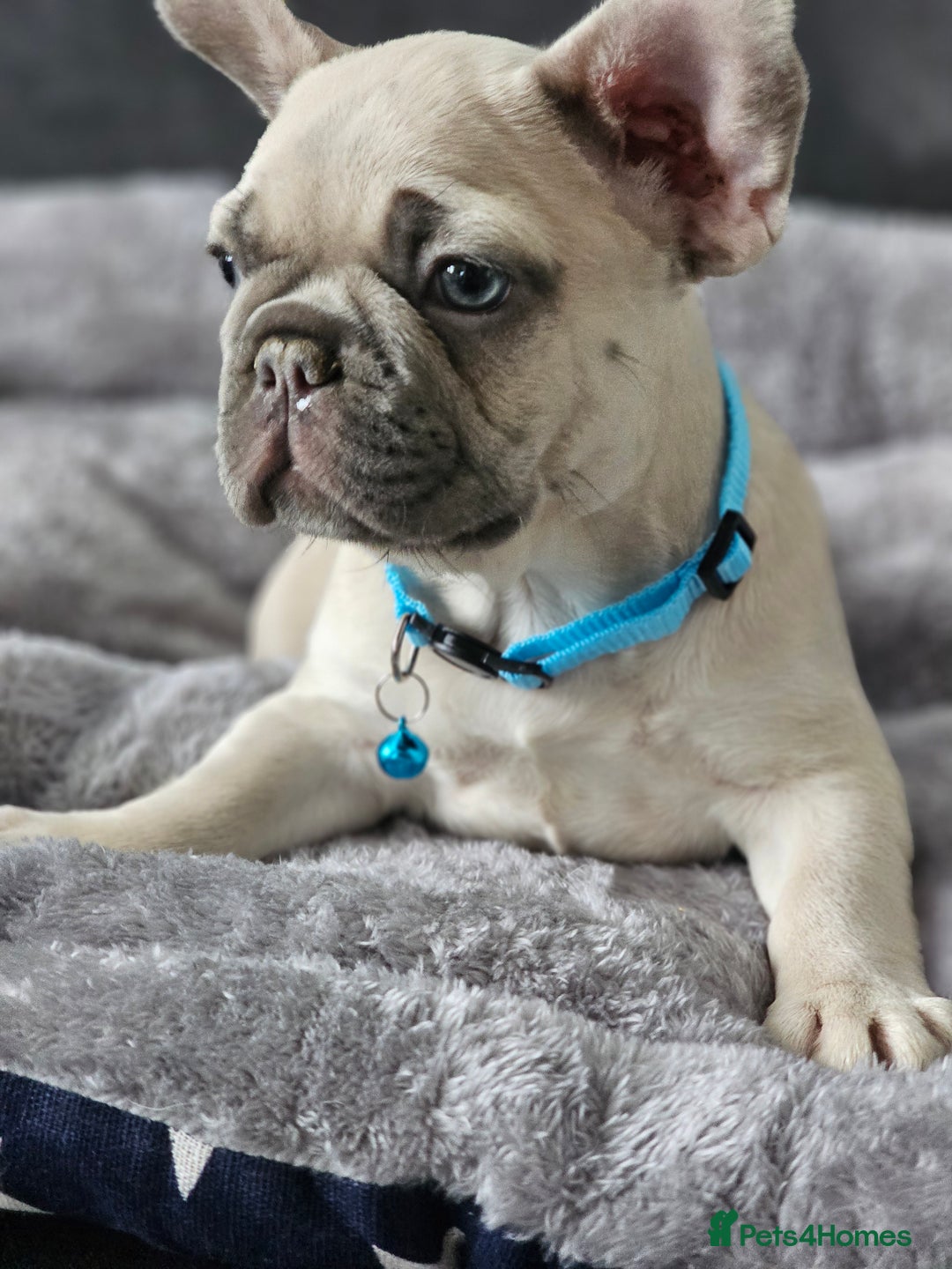 French Bulldog dogs for sale: French buldog puppies - Image 2