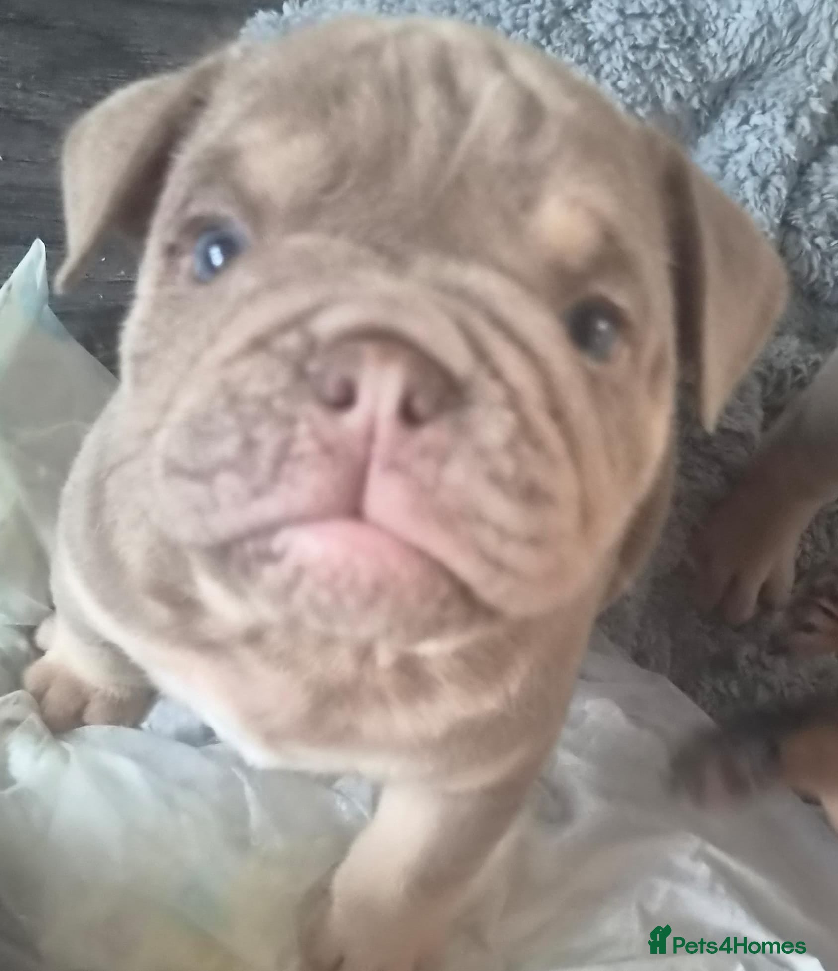 English Bulldog dogs KC REGISTERED BLUE TRI ENGLISH BULLDOGS FOR SALE - Advert 2