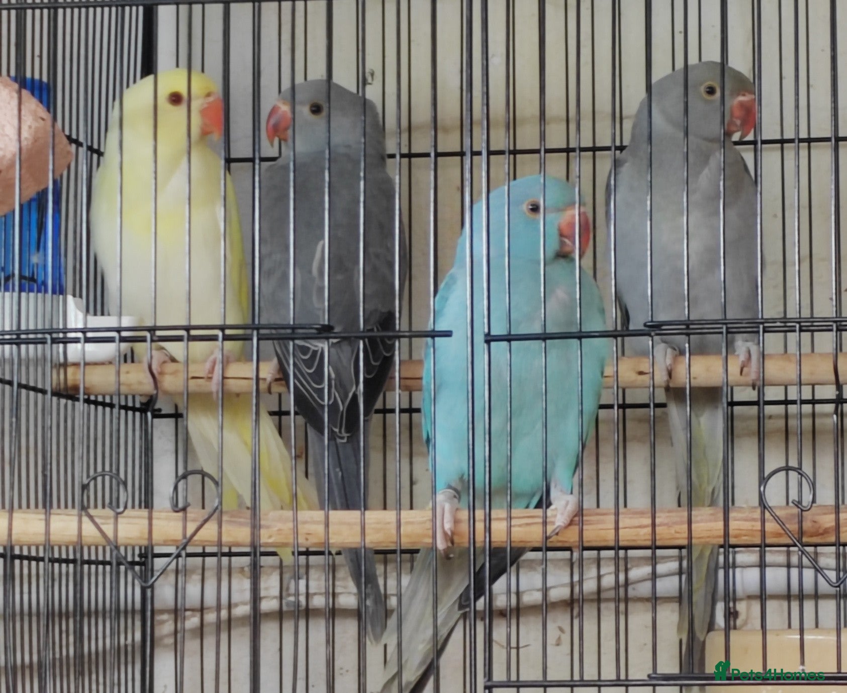 Ringnecks birds for sale: Beautiful Indian Ringneck babies available  - Advert 7
