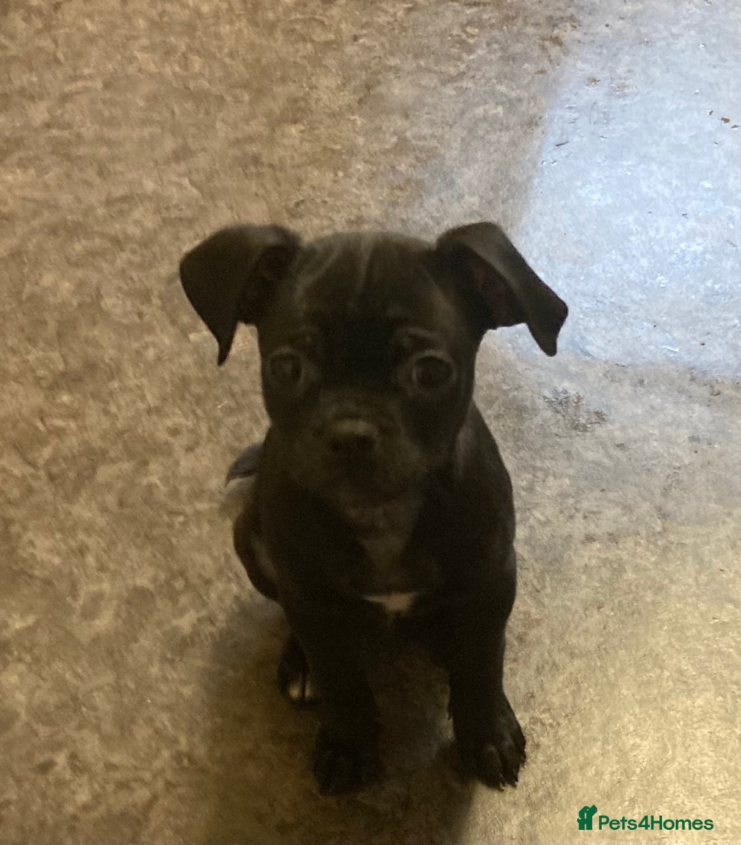 Mixed Breed dogs for sale: Mixed Breed Pups - Advert 12