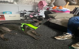 Mixed Breed dogs for sale: Staffy X Akita Girl  in Bradford - Image 9