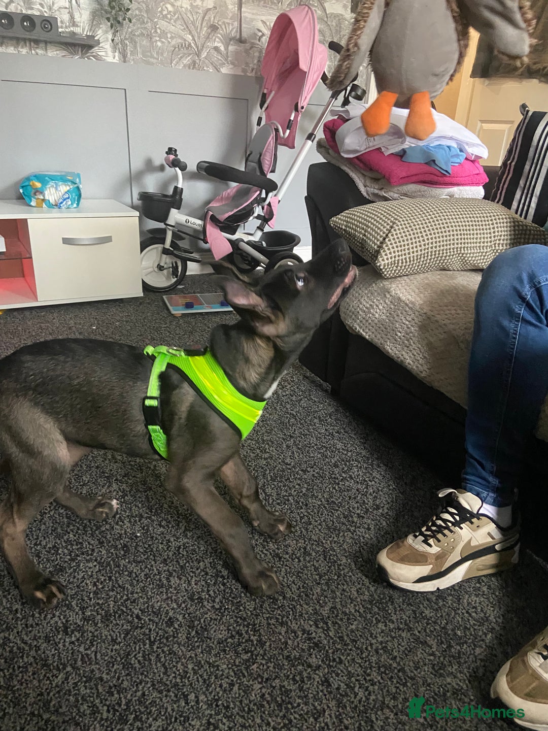Mixed Breed dogs for sale: Staffy X Akita Girl  in Bradford - Image 9