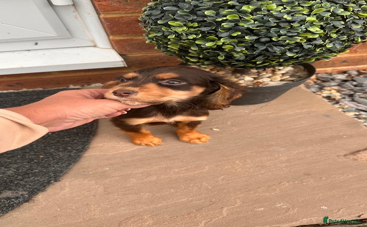 Cocker Spaniel dogs - Advert 15