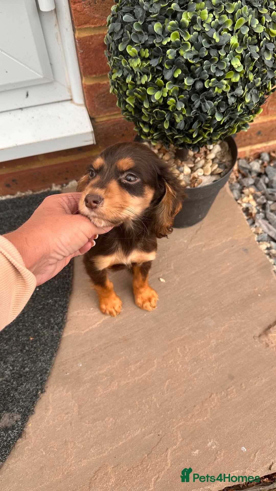 Cocker Spaniel dogs for sale: Cocker spaniel - Image 1