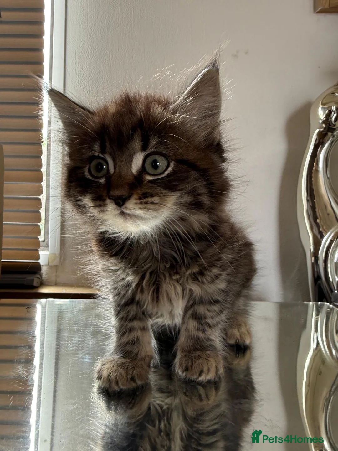 Maine Coon cats for sale: Maine coon kittens  - Advert 5